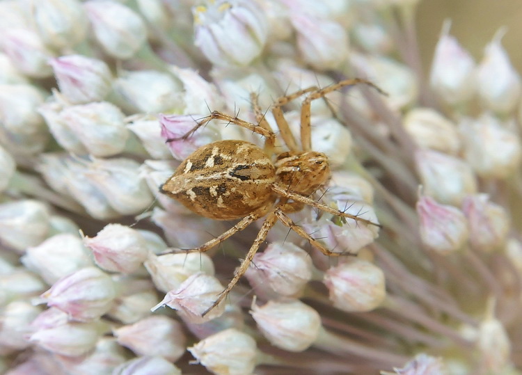 Oxyopes sp.